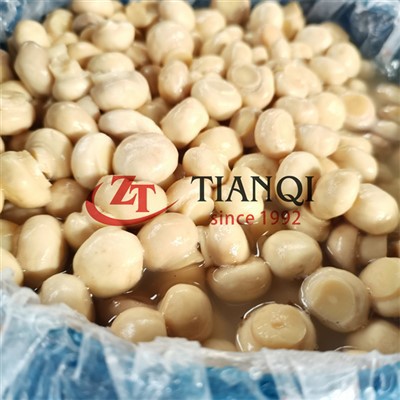 قارچ کامل در مواد شیمیایی در طبل