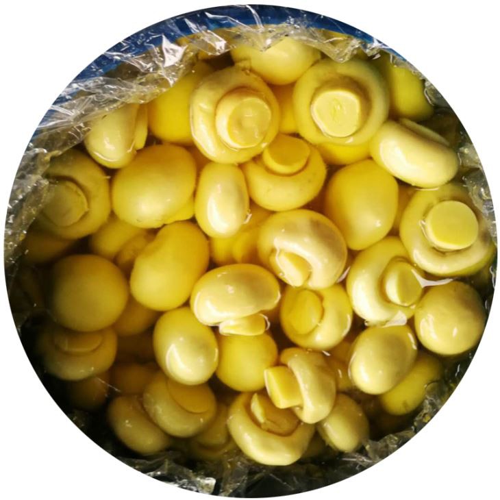 بهترین کیفیت قارچ تازه در بشکه برای فروش